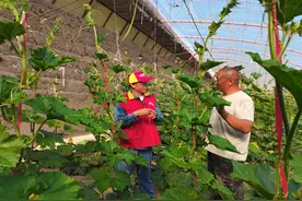 国网张掖供电公司：供电服务进大棚 托起群众致富梦图片