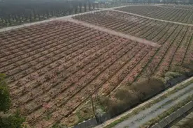 武汉种有六千余株樱花树的苗圃经历降雪，负责人：目前影响不大，必要时会采取防冻措施图片