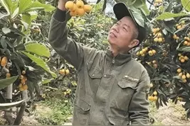 温州枇杷价格翻倍还提前下市，原因发生在4个月前图片