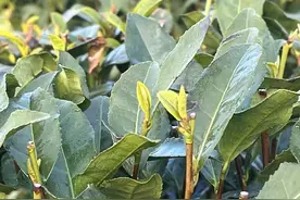 开采在即，西湖龙井进入全面生长期，炒茶工下周抵达，老客已来电话图片