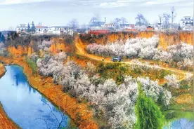樱桃沟的樱桃花开了 这些赏花去处快安排图片