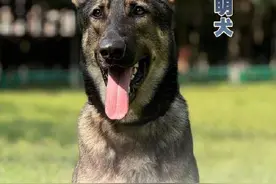 警汪集合！中国警犬犬种速览图片