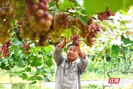 岳阳经开区：小小葡萄棚，孕育“致富果”图片