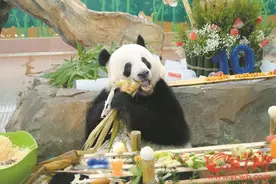 大熊猫“星一”“雅一”10岁 广州动物园“一盅两件”祝寿图片