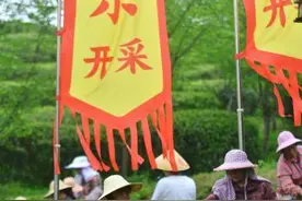 “中国茉莉花茶之乡”福州春茶开采 师徒结对话传承图片