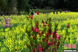 花开福建：“中国传统村落”吉山村油菜花开分外美图片
