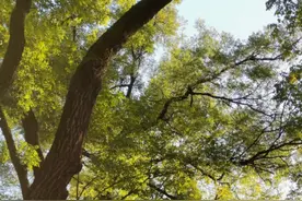 藏不住了！京西新晋网红地🤳 | 戒台寺环线步道图片