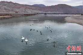 青海贵德：越冬候鸟游弋 绘就黄河春日山水画卷图片
