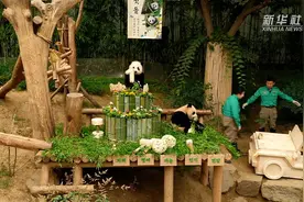 旅韩双胞胎大熊猫幼崽一岁啦！图片