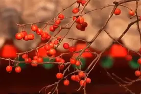 红红火火！海棠果挂满树，年味儿有了图片