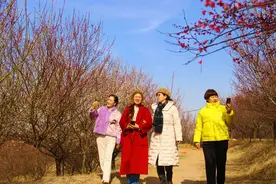 春日“梅”好相遇 卧龙区塔子山梅花基地迎来赏花热潮图片