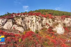 诗画山东｜泰安东平：漫山红叶层林尽染图片