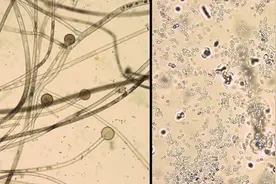 人类与微生物的故事，国台酒打开酿酒微生物密码图片