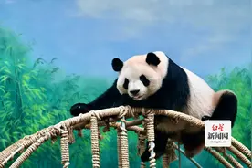 RUA RUA PANDA大熊猫主题全球巡展在杭州开幕图片