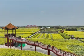3月23日开幕！荆门沙洋把油菜花“玩出了新花样”图片