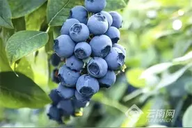 昆明禄劝：蓝莓采摘正当时！图片
