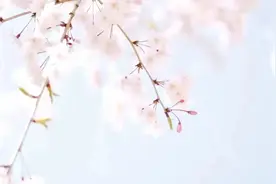 这份顾村公园樱花节交通出行攻略，请查收→图片