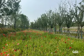 4条道路已竣工通车！康复大学周边基础配套不断完善图片