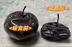 “南方小土豆”勇闯哈尔滨，连冻梨都开始摆盘了？图片