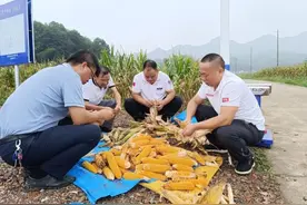 湖南桃江：专家“揭榜挂帅”种大豆玉米 一地一季“双丰收”图片