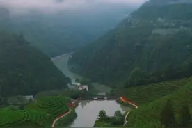 《茶韵浙江》之开化龙顶：中国针形绿茶的代表图片
