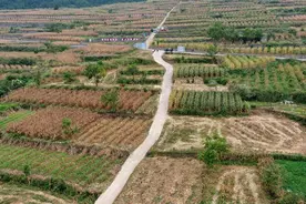 沿河：玉米机械化收割 省时省力又省钱图片