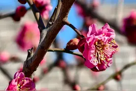 迎春第一缕幽香来了！北京春季花海预报请收好图片