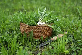春味食光丨野菜：舌尖上的春光图片