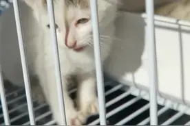 上海10000只流浪猫养育看病有着落啦，动物绿洲奉贤猫收容领养基地正式开园图片