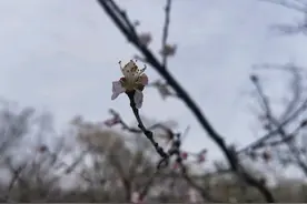三月桃花 傲雪绽放图片