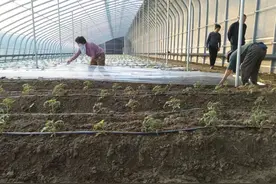 宁阳县伏山镇：设施农业有“暖气” 新鲜蔬菜过“暖冬”图片