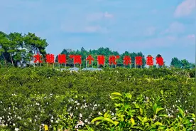 蒲江县“四化联动”实施“两个替代”工程 探索“双碳”背景下的绿色农业发展新路径图片