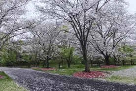 樱花雨来了，在宝山邂逅一场不期而遇的春日浪漫→图片