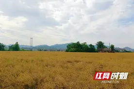 桃江：油菜测产见证单产提升成功图片