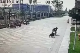 四川女童遭恶犬撕咬致肾伤骨折，医生讲述救治经过：打开纱布，不忍直视图片