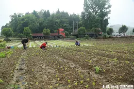 【高质量发展蹲点采访】生活不亏待勤劳人！黔西这对夫妻在田间种出幸福生活图片