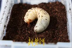 养近百只昆虫，收藏万余只标本，济南“昆虫叔叔”带娃上山研究虫子“圈粉”图片