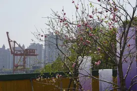 “花”丽变身中！上海（国际）花展将首次“落地”徐汇滨江图片