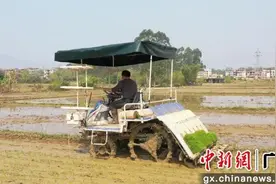 广西容县机械化插秧“加速”沃田“披绿装”图片