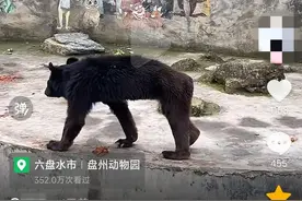 贵州一动物园黑熊被曝“瘦脱相” 当地林业局已赴现场：食量不错，正核实其年龄图片