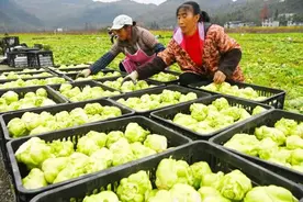 “菜贵伤民、菜贱伤农”，化解蔬菜季节性卖难→图片