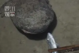 联播观察丨事关娃娃鱼 这些冷知识你要晓得！图片