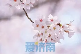春日美景图！济南大明湖700余株樱花竞相绽放图片
