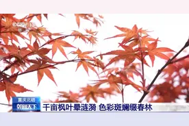 多彩枫叶缀春林、油菜花田荡金波……快到这些地方邂逅春天吧！图片