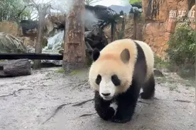 旅居法国大熊猫的惬意生活图片