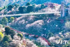 浔龙河樱花盛开，清明小长假门票免费送！图片