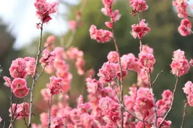 又是一年赏花季丨这份烟台赏花攻略请收好！图片