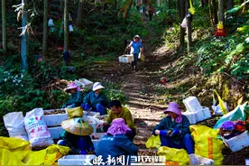 贵州天麻藏宝图①｜黎平天麻满山坡 掀开尽是“钱多多”图片
