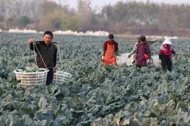 江苏灌云：西兰花采收忙图片