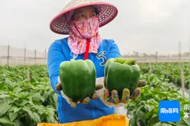 公益海南·媒美与共 | 文昌龙楼30多万斤辣椒寻销路图片